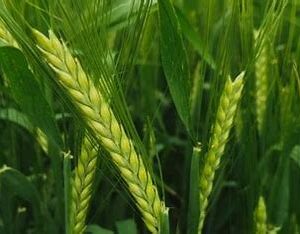 Jęczmień jary LASER, opak. 50 kg