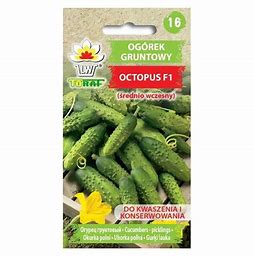 Ogórek gruntowy OCTOPUS F1