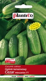 Ogórek konserwowy CEZAR F1