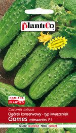 Ogórek konserwowy - typ kwaszeniak GOMES F1