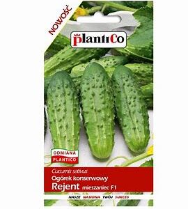 Ogórek konserwowy REJENT F1