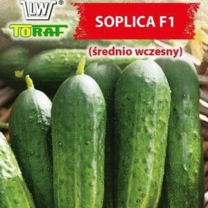 Ogórek gruntowy SOPLICA F1
