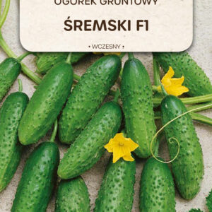 Ogórek gruntowy Śremski F1 5g