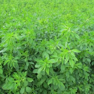 LUCERNA SIEWNA ALGONQUIN 500G