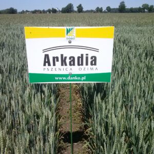Nasiona pszenicy ARKADIA