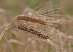Nasiona jęczmienia JAKUBUS 6-rzędowy