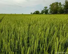 Nasiona pszenicy RGT BORSALINO oścista