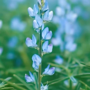 Łubin AGAT (wąskolistny)