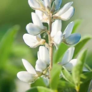 Łubin BUTAN (biały)