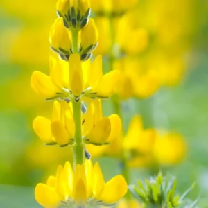 Łubin SALUT (żółty)