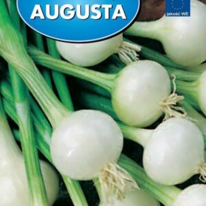 Cebula zimująca augusta